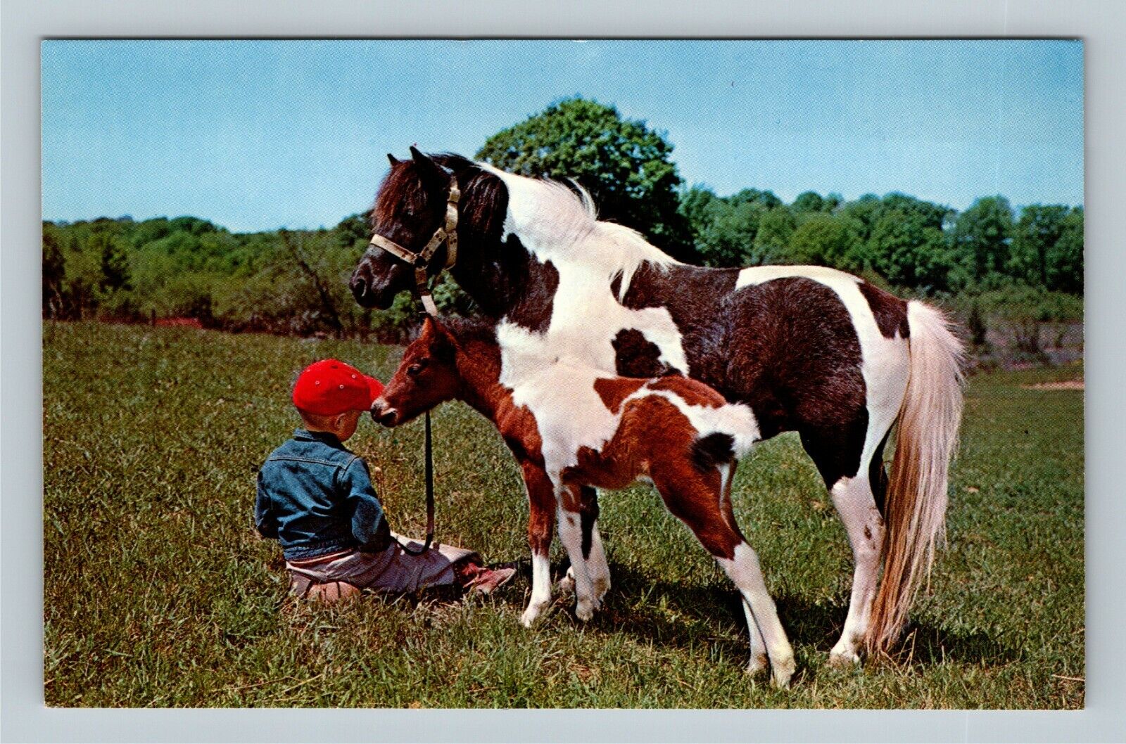 Child With Mare And Colt, Vintage Postcard