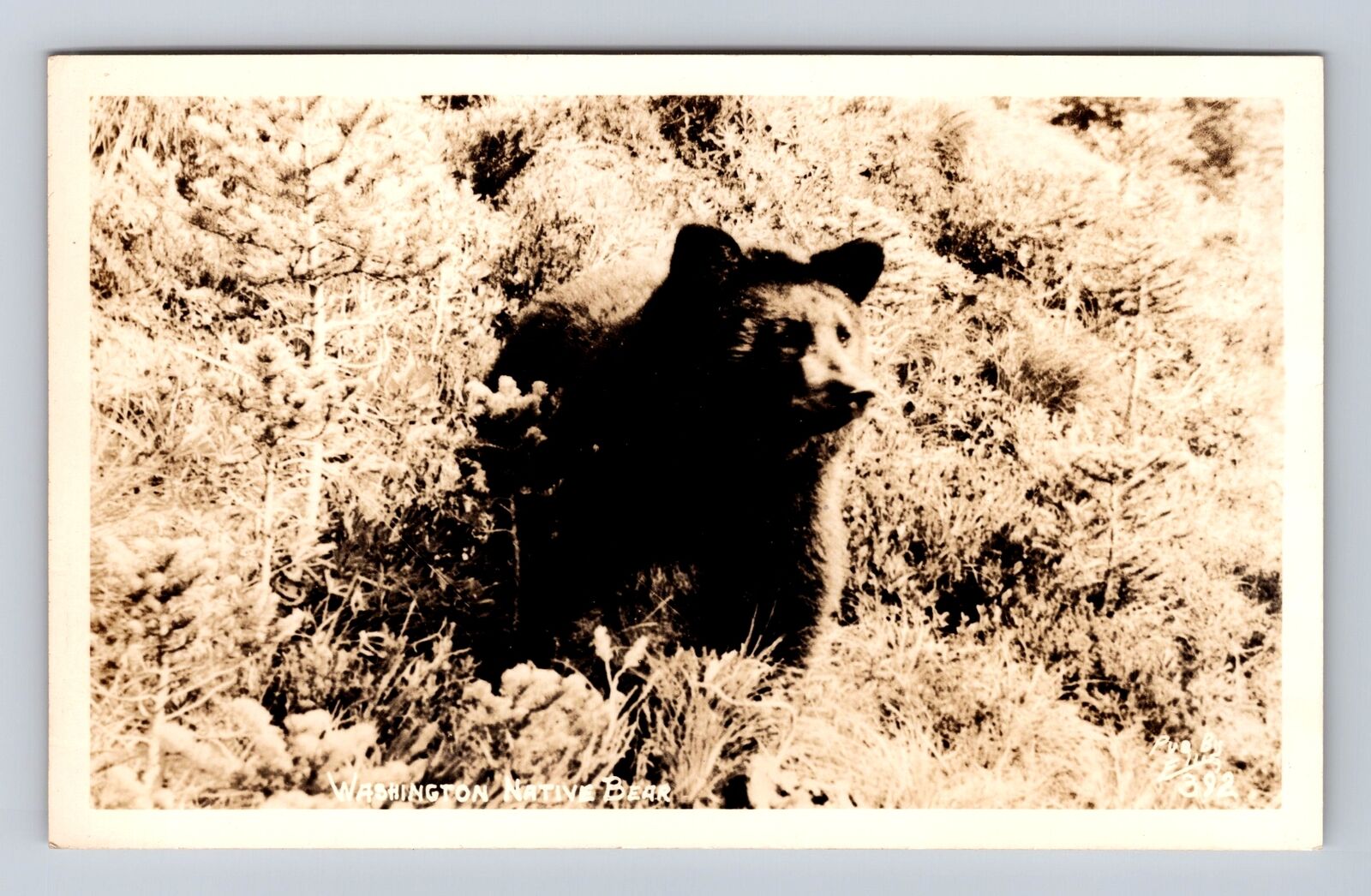 WA-Washington, Native Bear, Antique, Vintage Souvenir Postcard