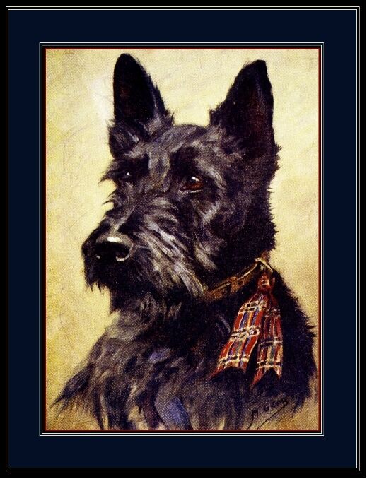 English Picture Print Scottish Terrier Puppy Dog Dogs Head Vintage Poster Art 