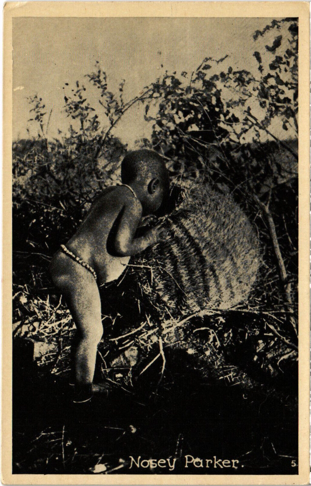 PC AFRICA, SOUTH AFRICA, NOSEY PARKER, Vintage Postcard (b53106)