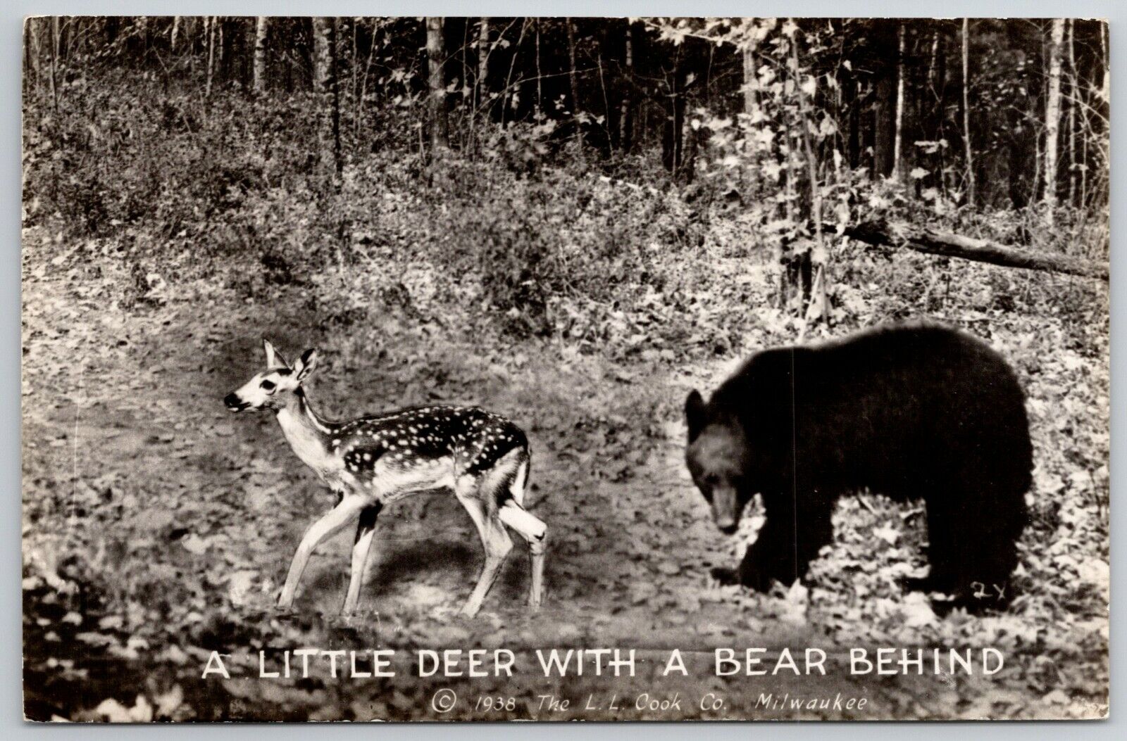 Boyne City Michigan~A Little Deer With A Bear Behind~RPPC Greetings 1946 PC