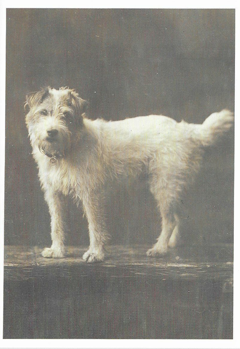 Jack Russell Terrier \