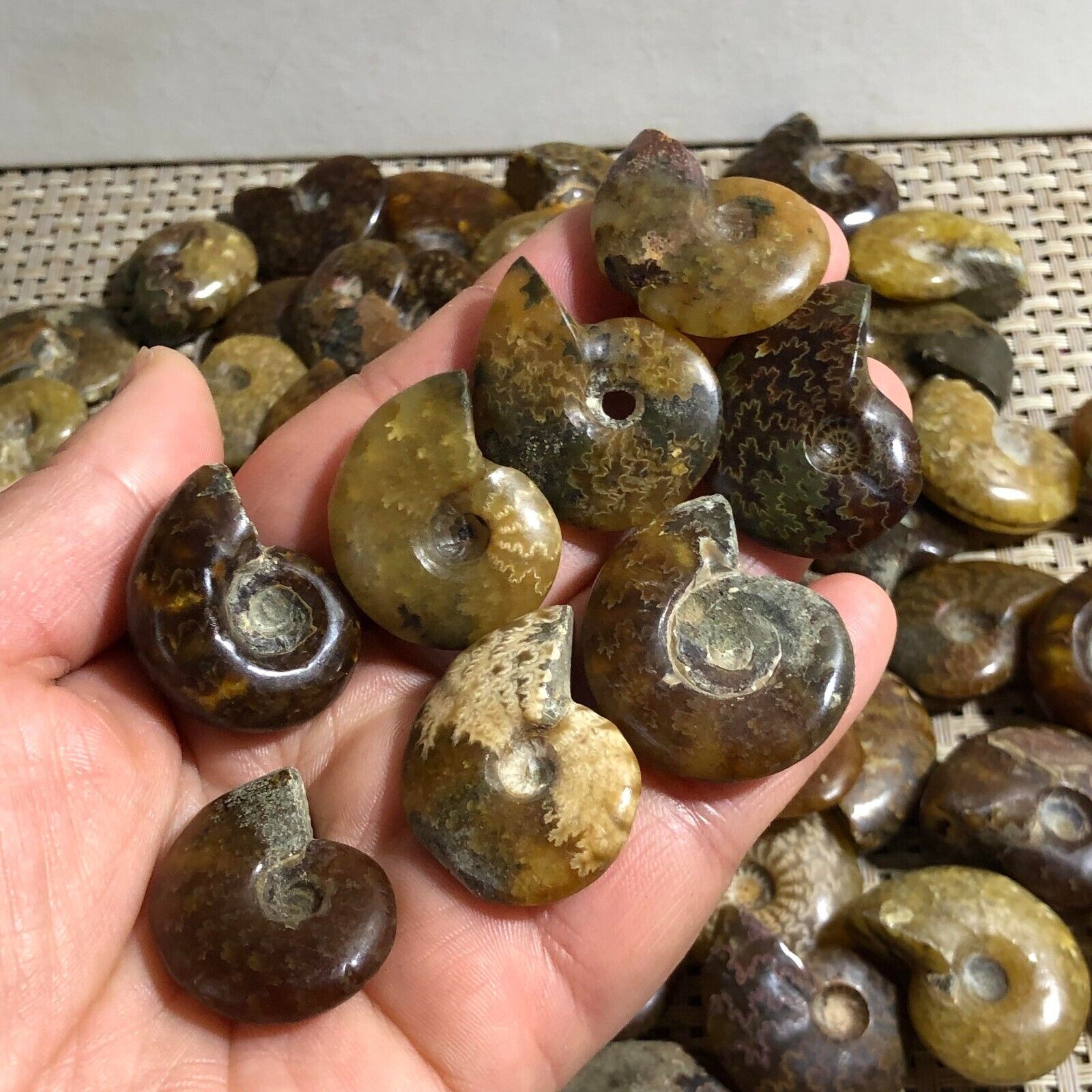 50PC  Natural Ammonite Conch Crystal Specimen Healing
