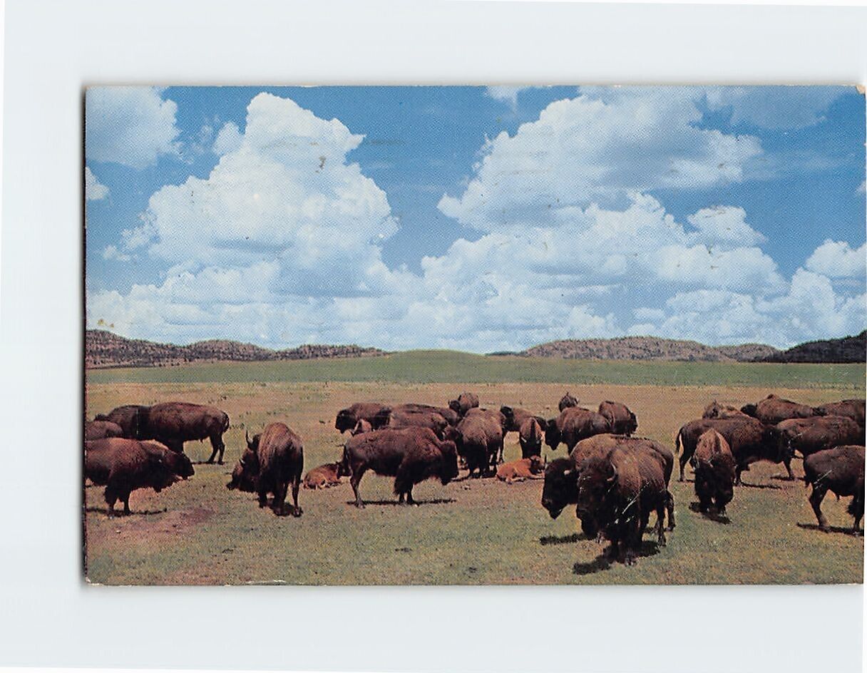 Postcard Buffalo Herd