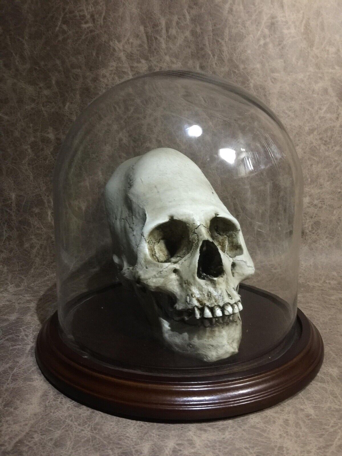 Dome Combo Peruvian Elongated Human skull RESIN REPLICA,  -Zane Wylie Skull