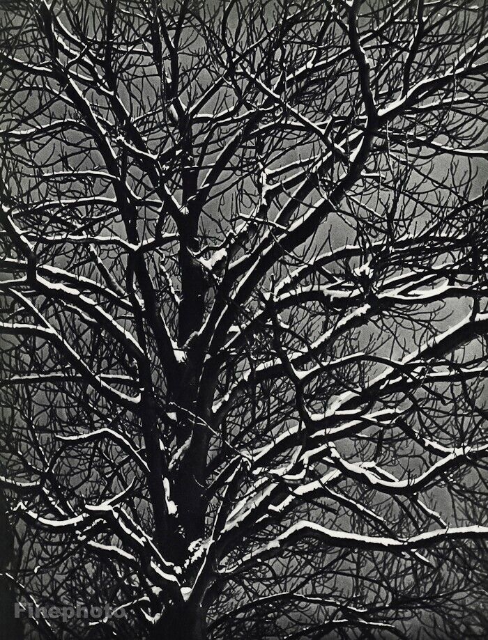 1930s Vintage BRASSAI Tree Branch Snow Winter Original Photo Gravure Art 12X16