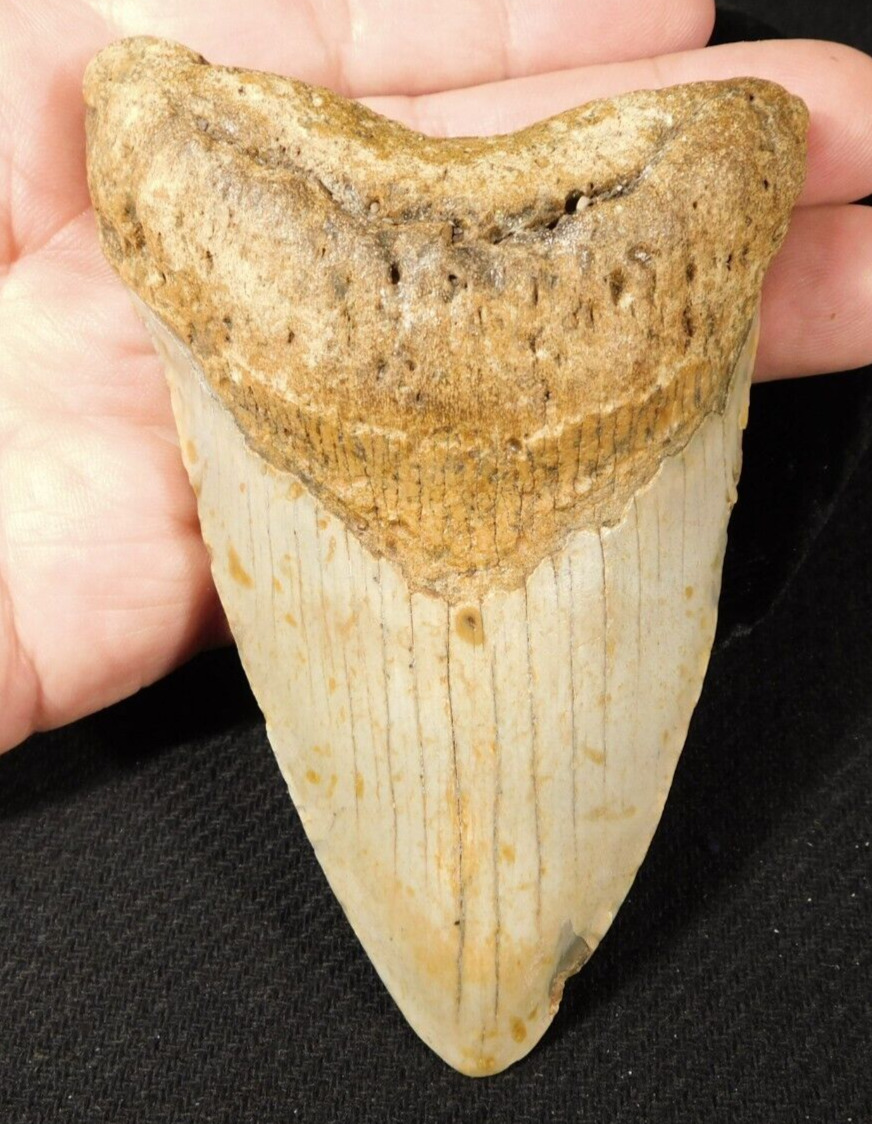 HUGE 100% Natural FOUR Million Year Old MEGALODON Shark Tooth Fossil 226gr