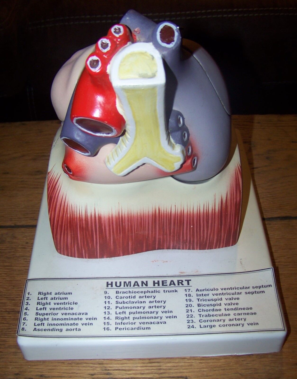 Vintage Human Heart Scientific Anatomical Model Anatomy Class Teaching Doctor