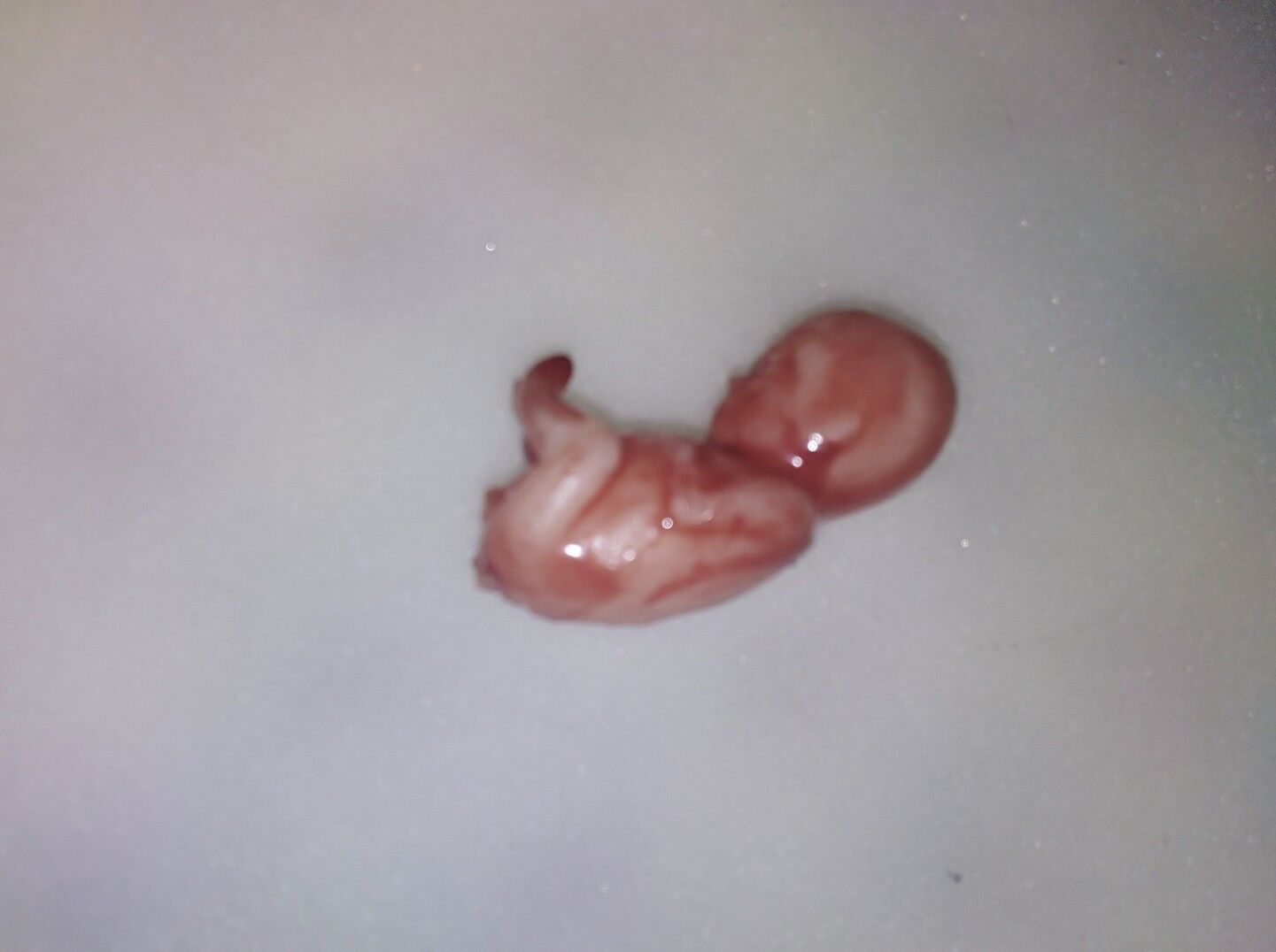 Horror movie prop silicone fetus human baby gore  goth freakshow weird 