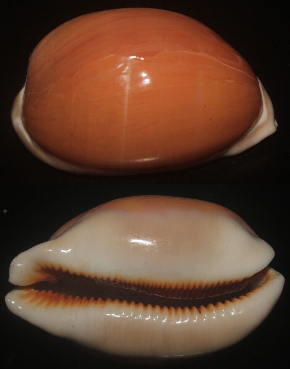 Tonyshells Seashells Cypraea Aurantium SUPERB 89mm F+/F++, superb red/orange spe