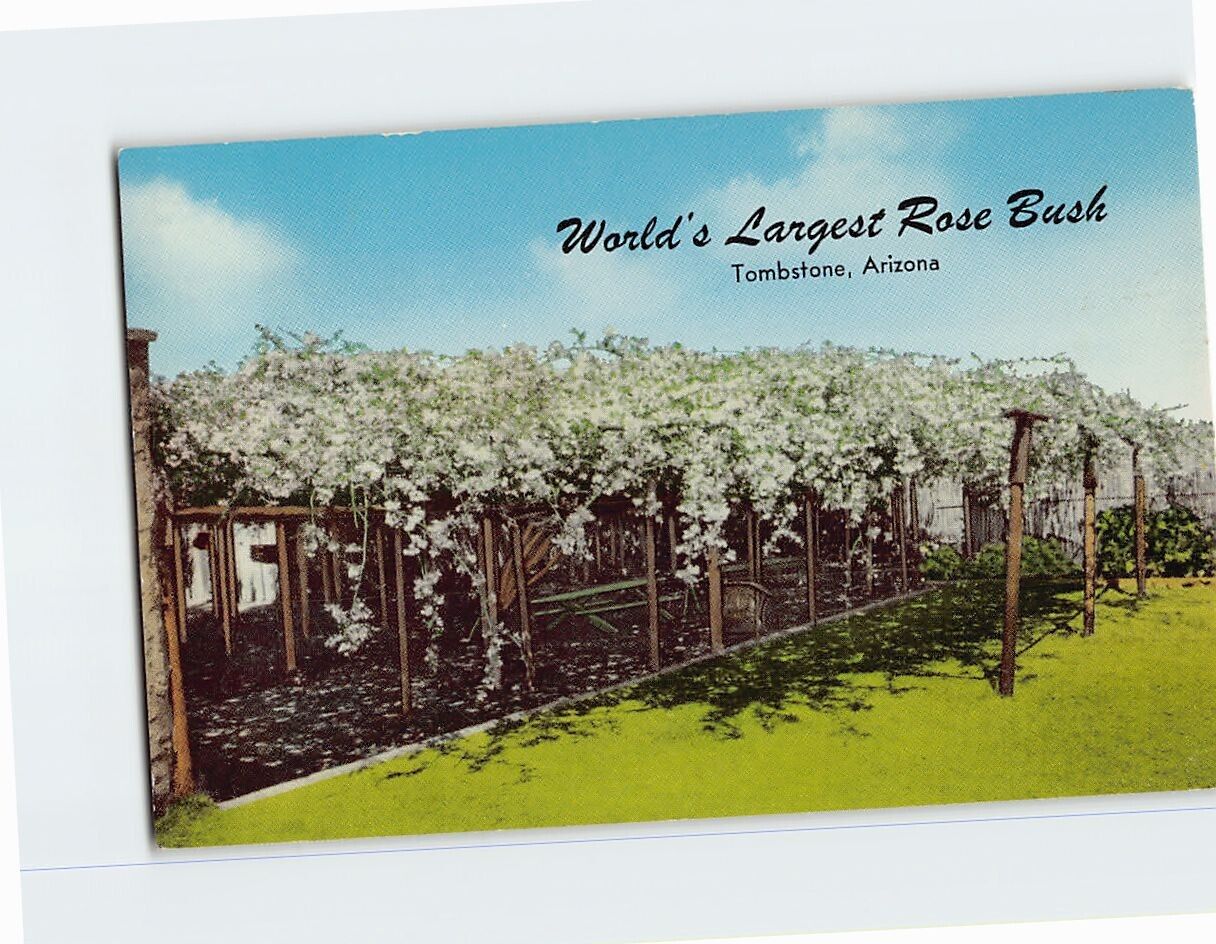 Postcard World\'s Largest Rose Bush Tombstone Arizona USA