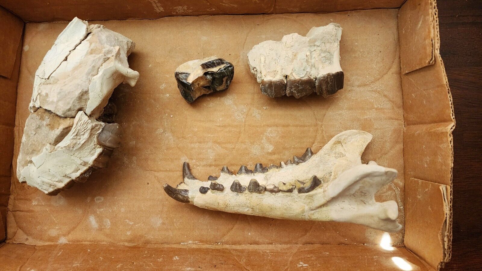 Rare Large Hyaenodon  horridus Bottom Jaws, Fossils, Oligocene , Misc Fossils