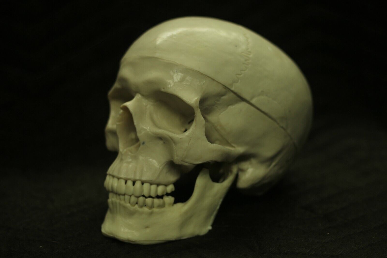  Human Skull replica 3pc Halloween Prop PVC plastic