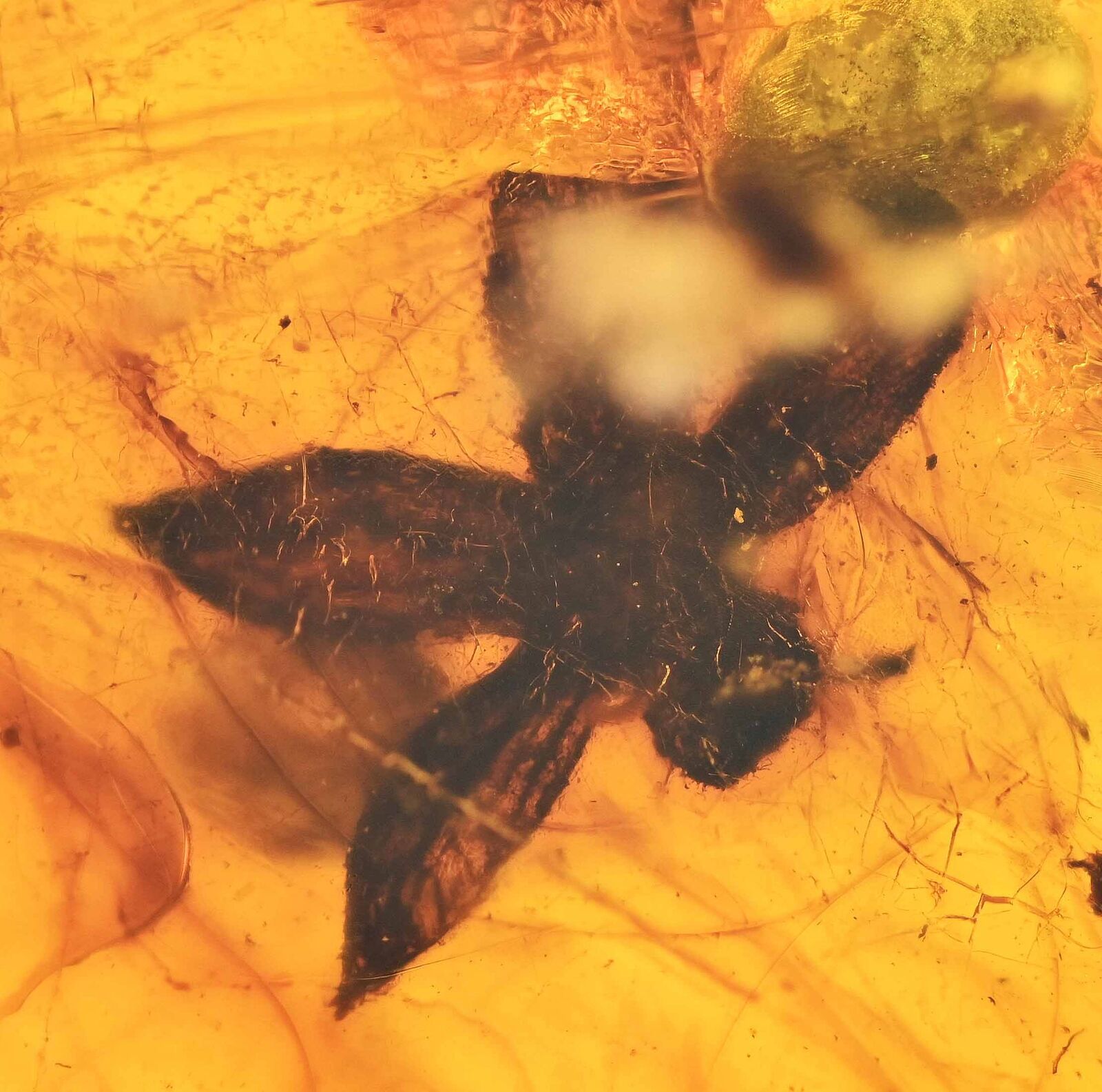 Rare Tropidogyne pikei - Five petal flower, Fossil Inclusion in Burmese Amber