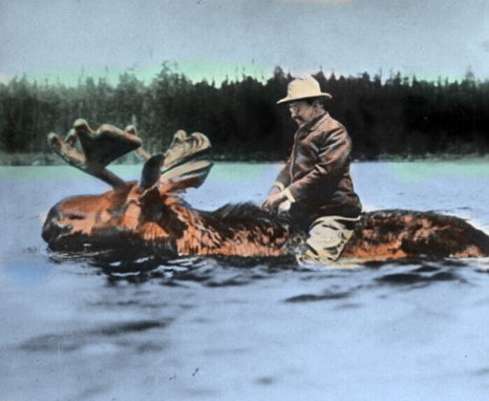 Teddy Roosevelt riding a moose 8 x 10 photo