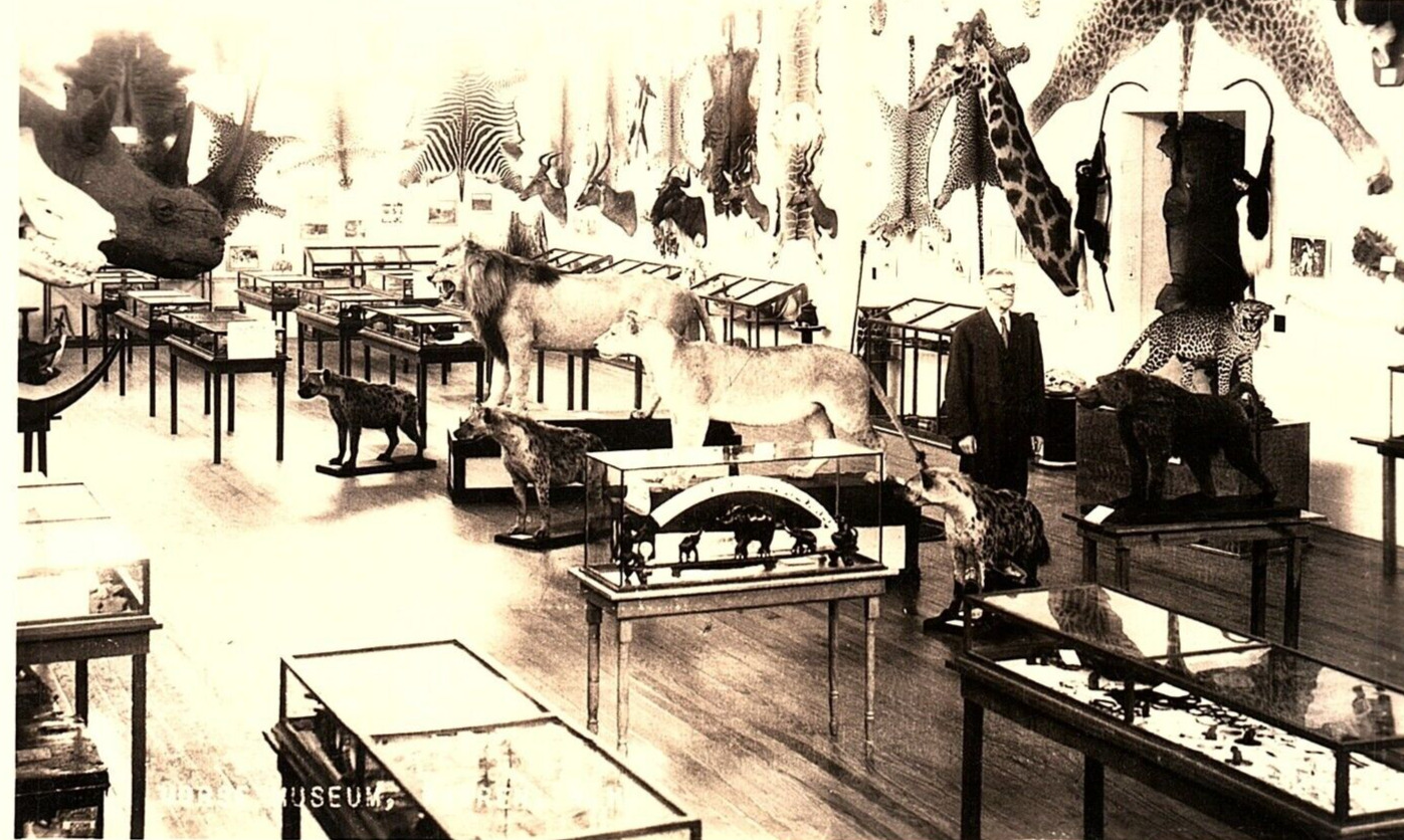 1930s WARREN NH MORSE MUSEUM SAFARI ANIMALS LIONS AFRICA RPPC POSTCARD P764