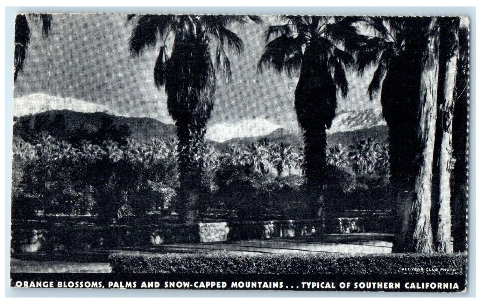 1935 Orange Blossoms Palms Snow-Capped Mountains Southern California CA Postcard