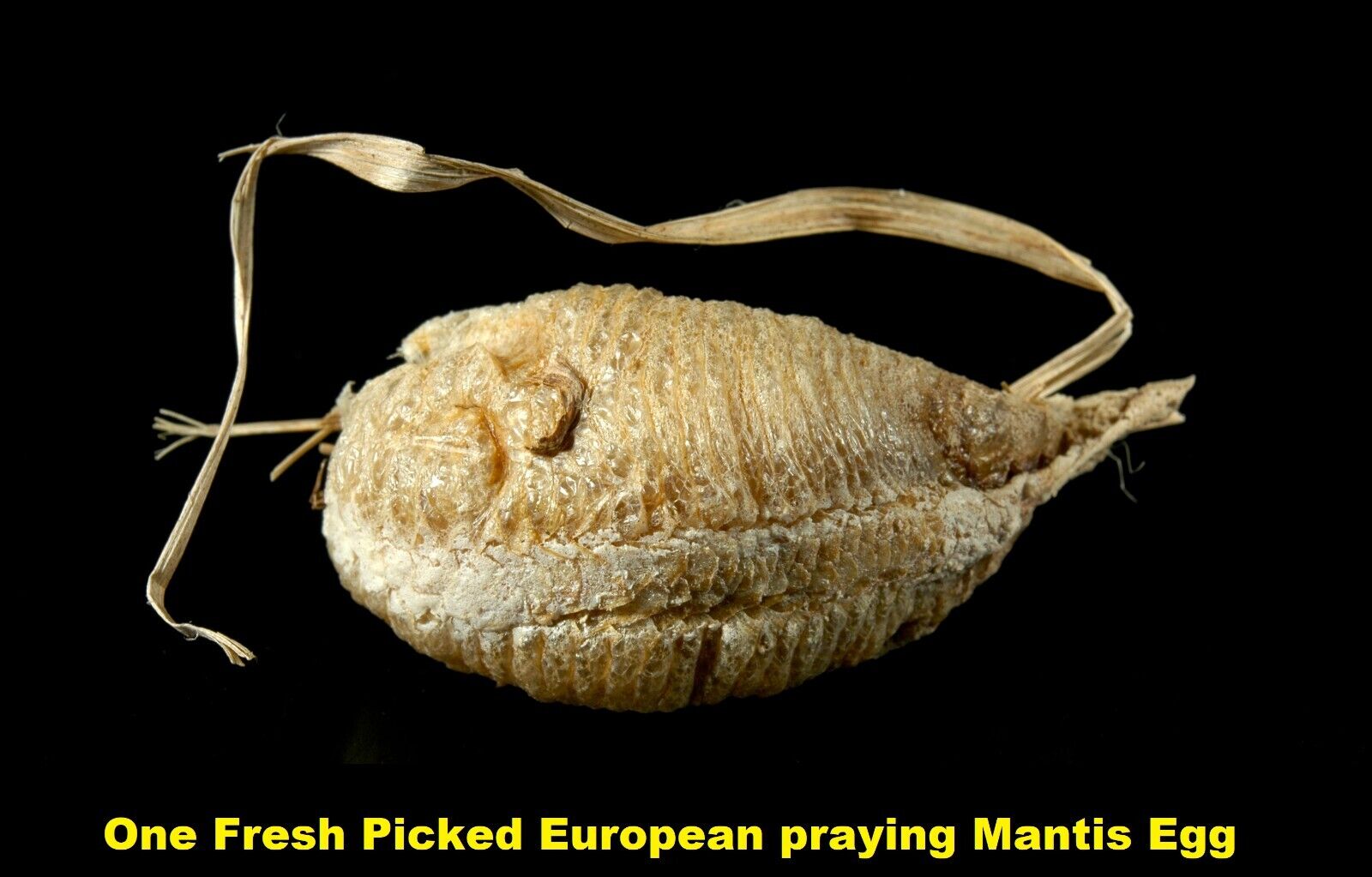 1 European Praying Mantis Egg Case Fresh Picked 2024 crystal clear Incubator