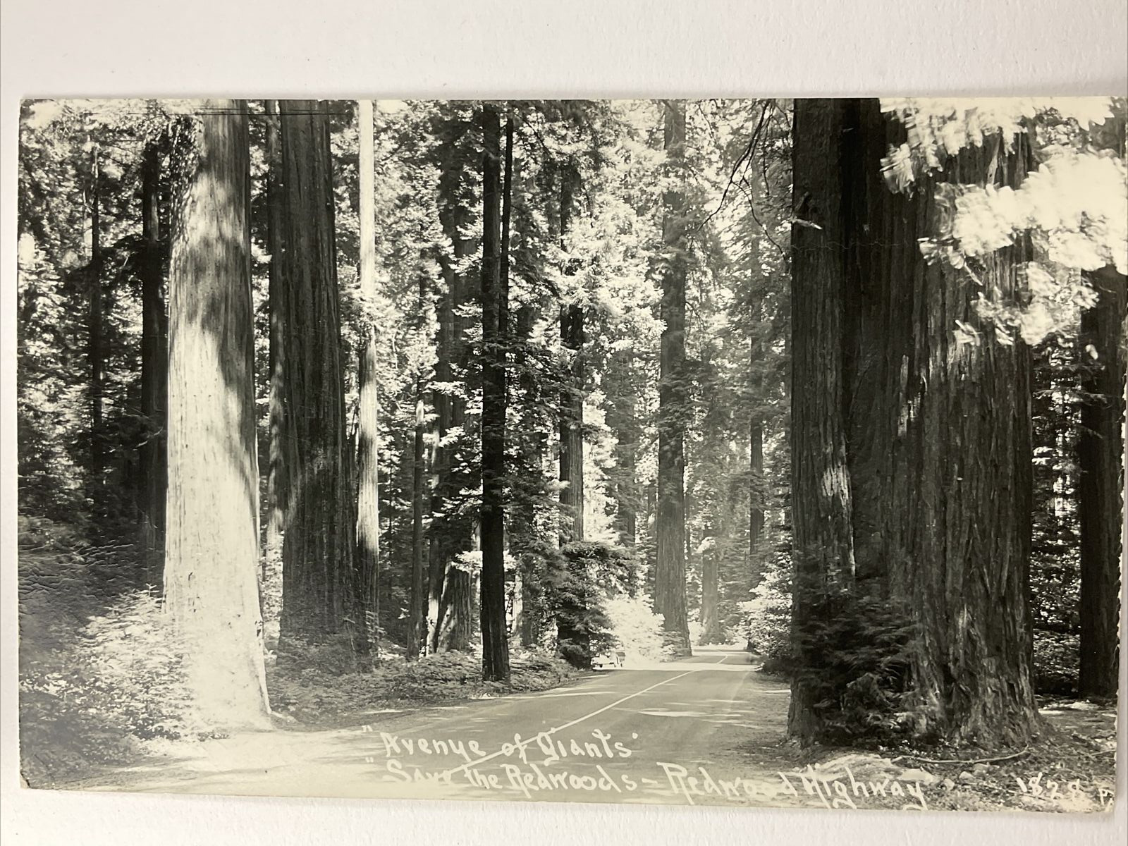 Vintage Redwood Highway Avenue of Giants Real Photo Postcard RPPC