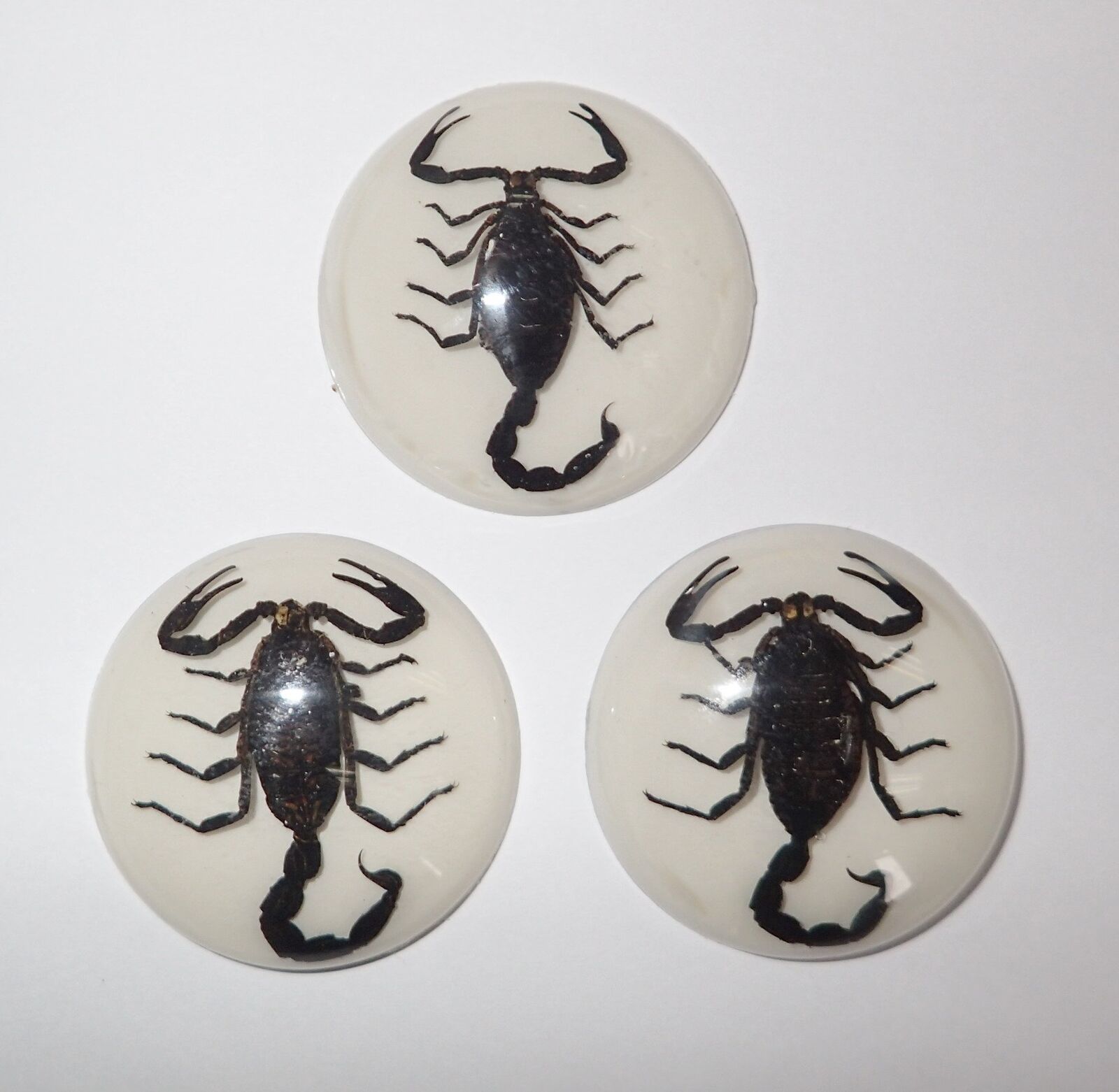 Insect Cabochon Black Scorpion 35 mm Round on White Bottom 3 pieces Lot