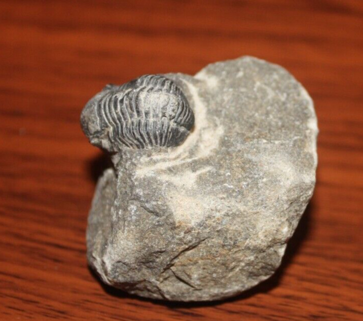 Small Fossilized Trilobite-Origin unknown