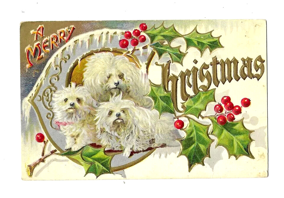 Cute White Fluffy Puppy Dogs & Holly~Vintage Embossed~Christmas Postcard~h641