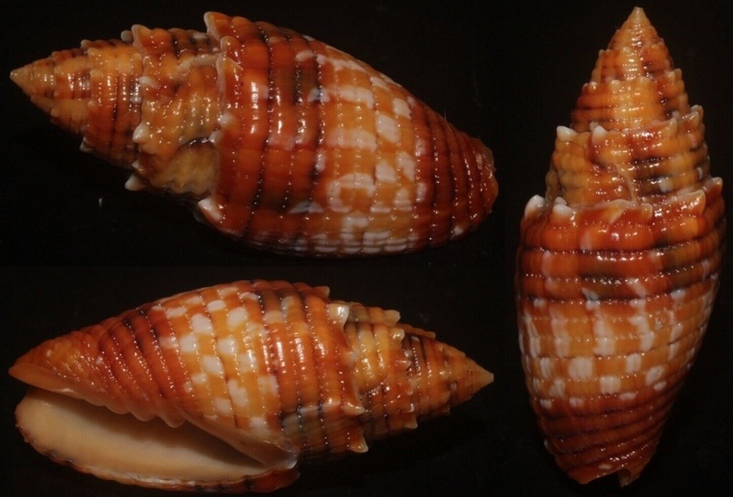 Tonyshells Seashells Mitra puncticulata ULTRA SPECIAL 36.5mm F+++, superb patter