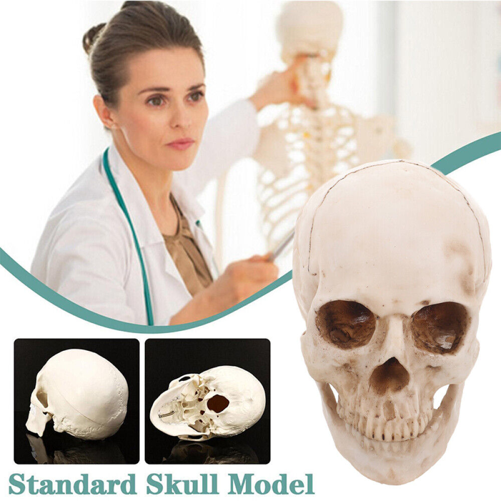 1:1 Human Skull Replica Resin Model Realistic Retro Medical Art Teach Life Size