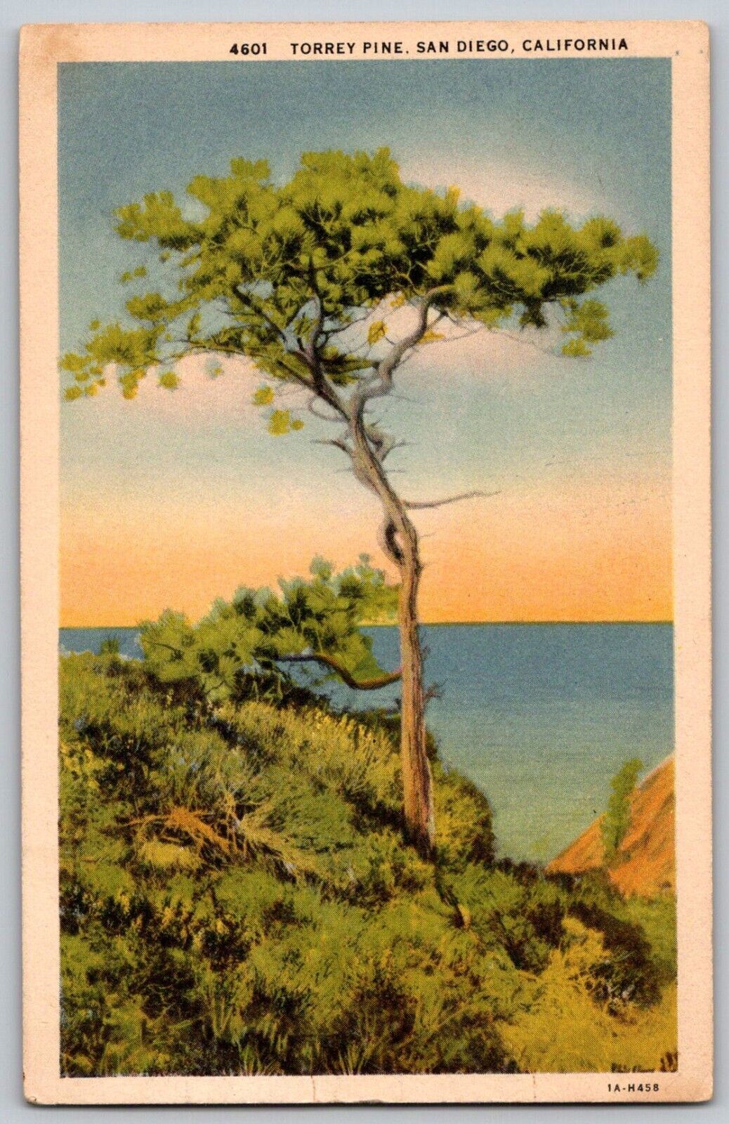 Vintage Linen Postcard - Torrey Pine San Diego CA - Unposted