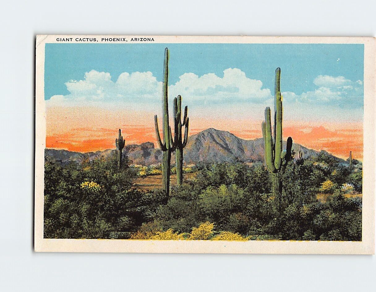 Postcard The Saguaro or Giant Cactus of Phoenix Arizona USA