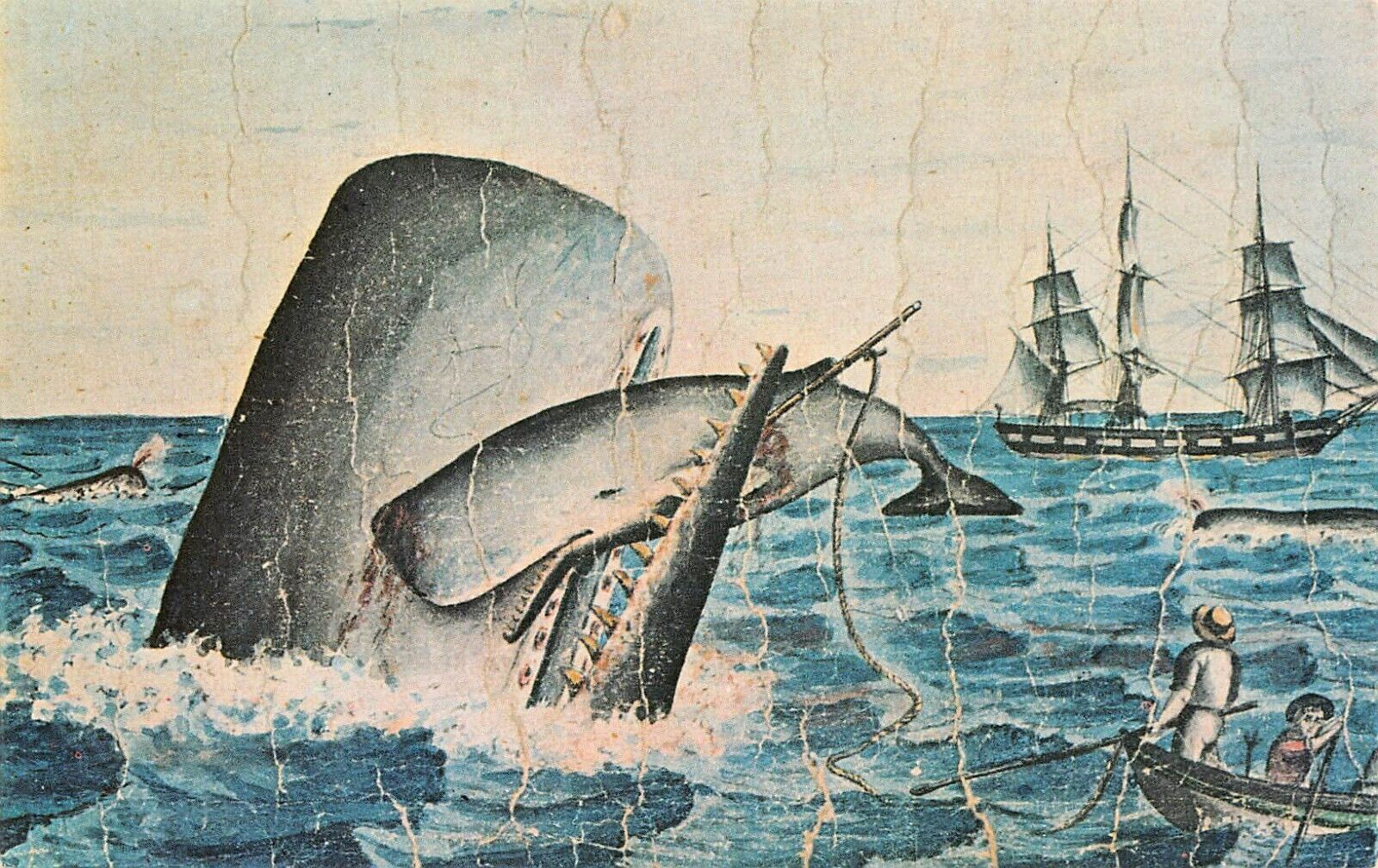Cow Whale And Calf Whaling Museum New Bedford Artist Painting Vtg Postcard B24