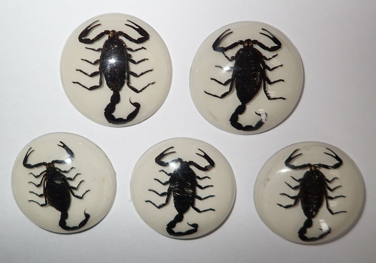 Insect Cabochon Black Scorpion 35 mm Round on White Bottom 100 pieces Lot