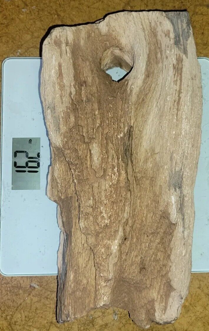    Rare Unknown Petrified Bark Wood Specimen Large 16lb  16in x 7in x 3in