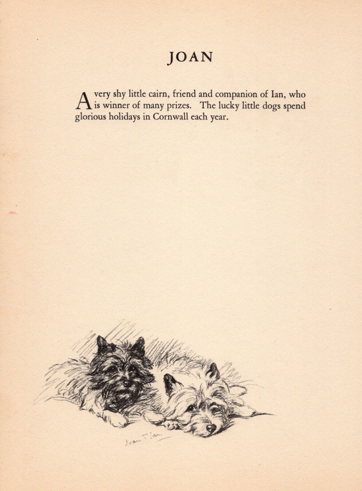 1937 Antique Cairn Terrier Print Wall Art Decor Lucy Dawson Illustration 4556p