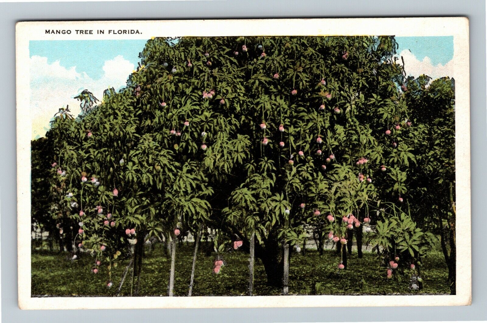 FL-Florida, Scenic Greeting, Mango Tree, Vintage Postcard