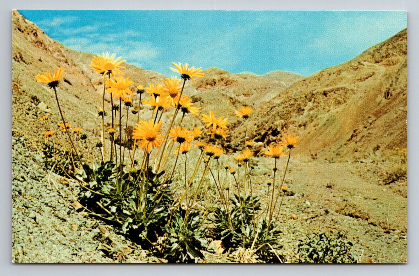 Panamint Daisy In Death Valley California Vintage Unposted Postcard
