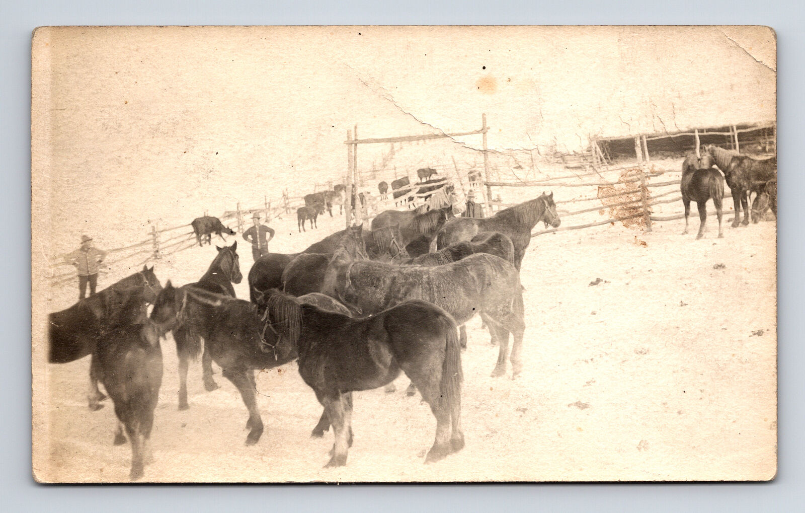 RPPC Horse Round Up at Farm Notation of Carry Me Etc Carry Maine ME Postcard