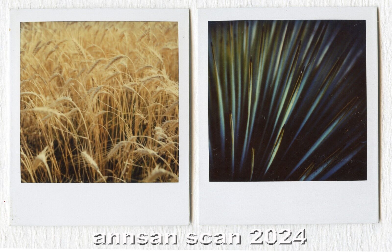 2 vintage Polaroid photos 1989 taken by seller with SX-70 botanical / plants