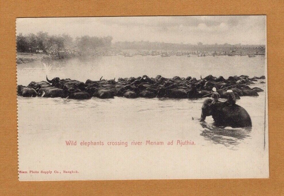1899 Siam Thailand Postcard Elephants Crossing River Menam Chao Phraya Ayutthaya