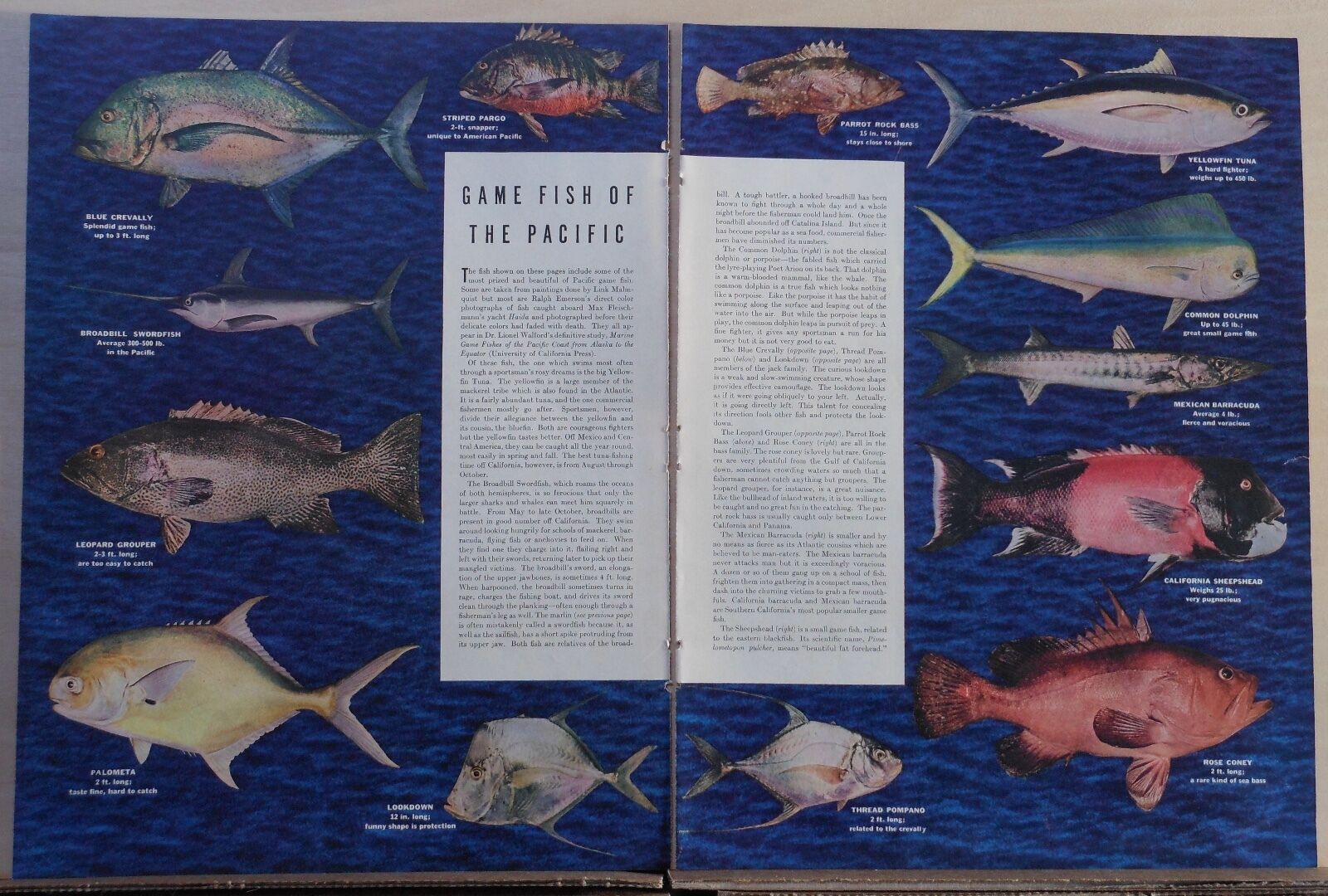 1939 magazine pictorial of Game Fish of The Pacific - thirteen colorful fish