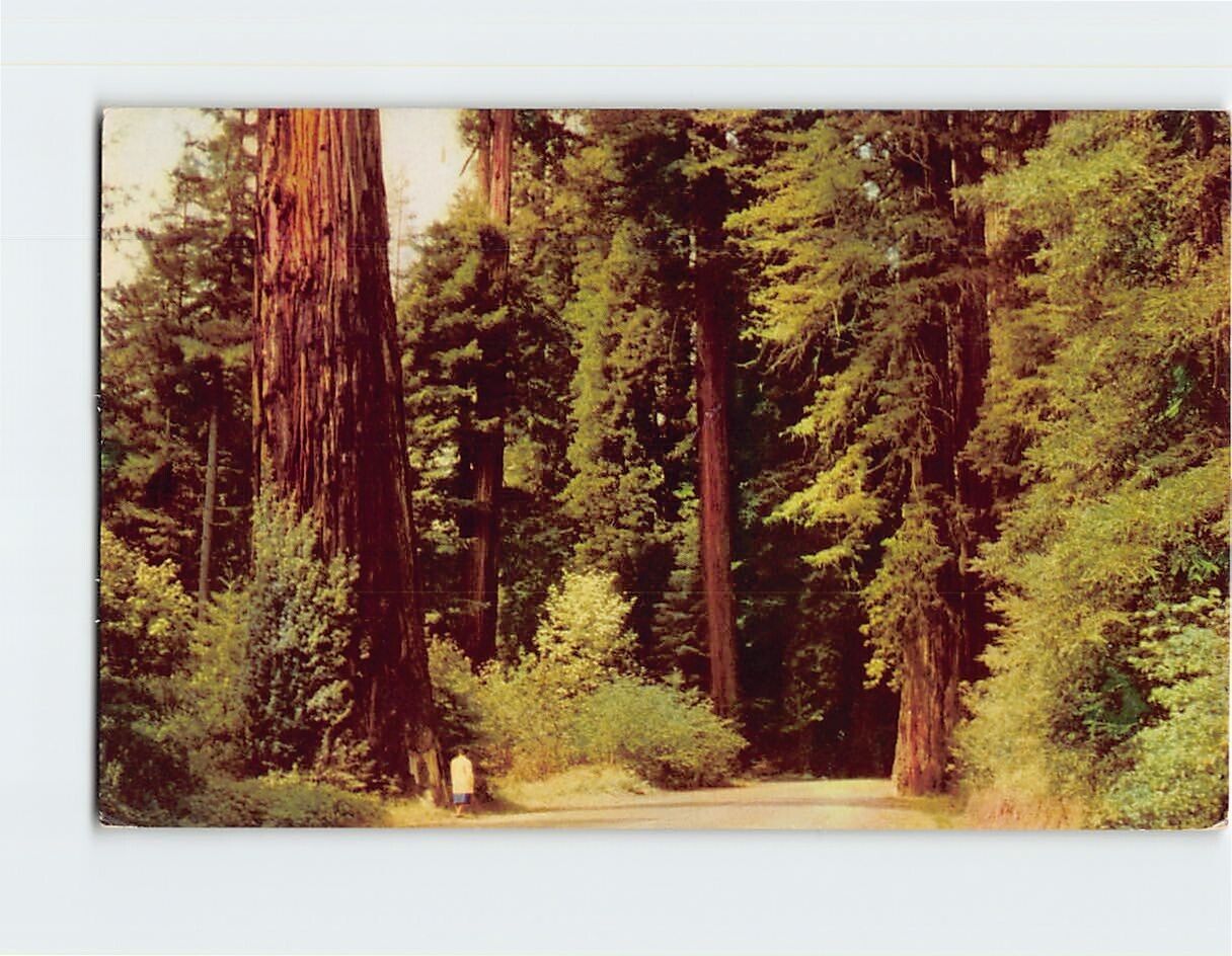 Postcard Redwood Empire 180 Miles North of San Francisco California Highway 101