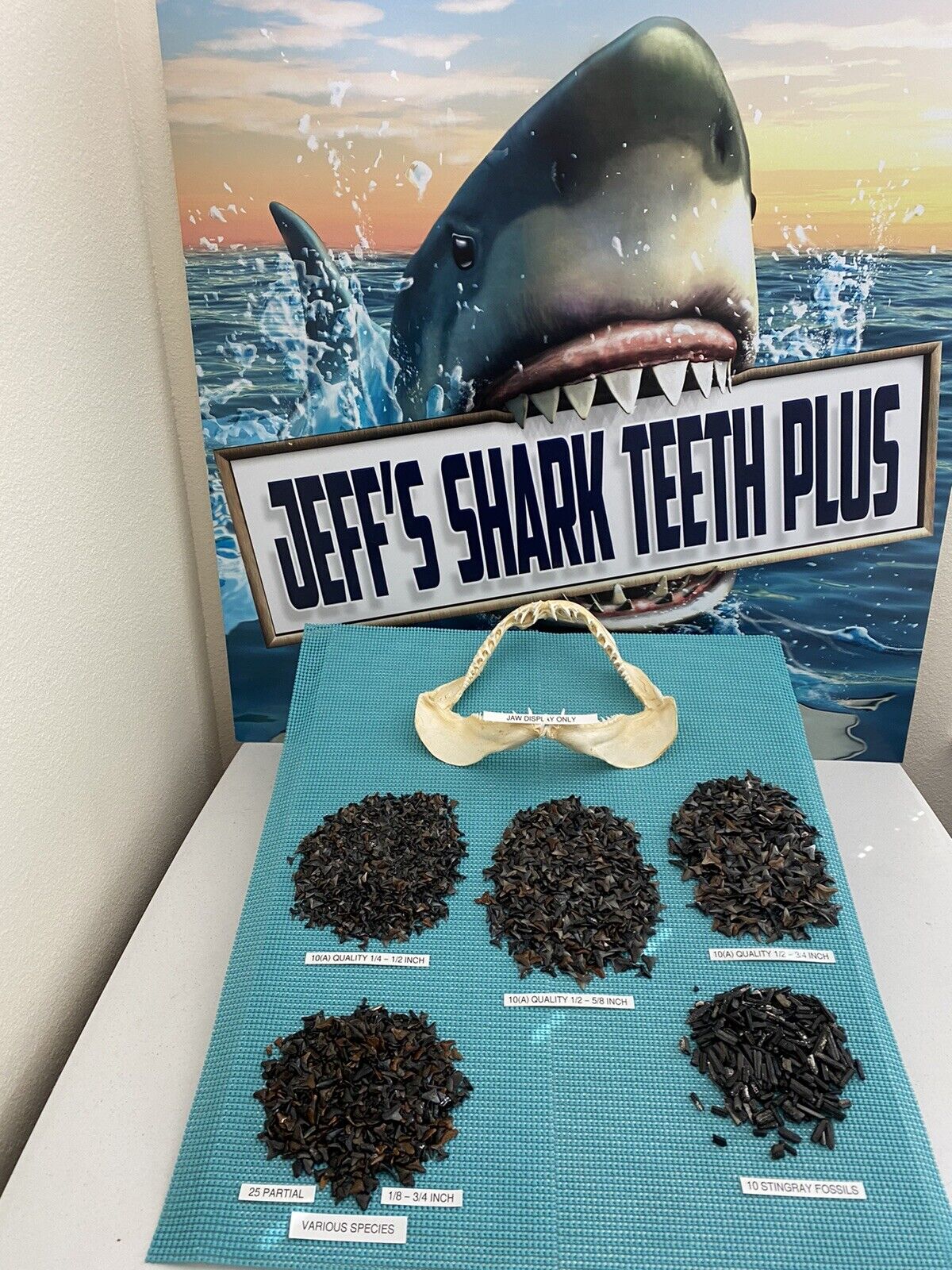LOT OF 30 (A) Quality Fossilized Shark Teeth 1/4 - 3/4 Inch & Bonus