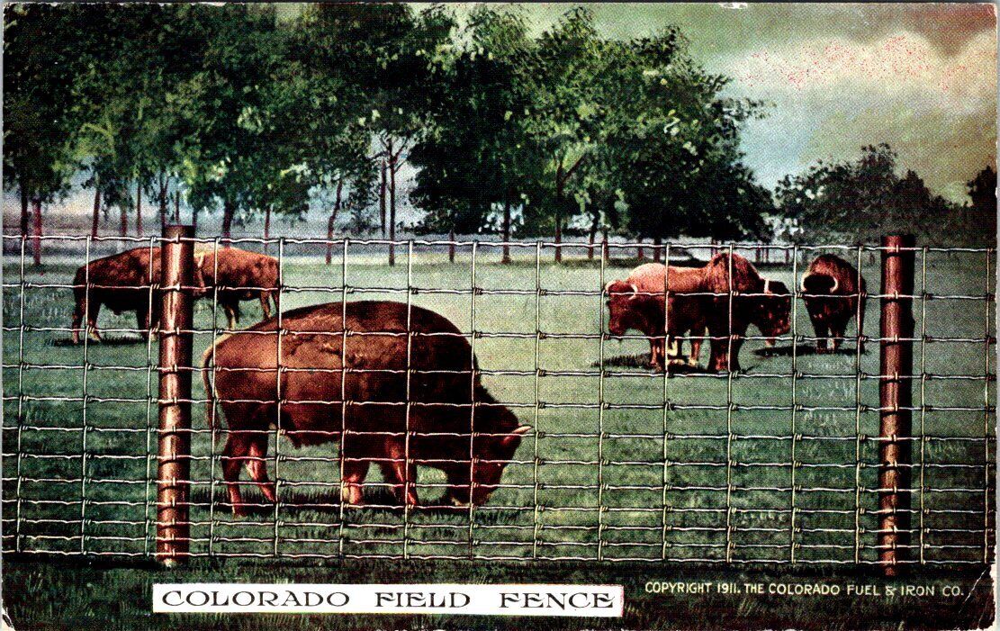 1911, BUFFALO, Colorado Field Fence, Colorado Fuel & Iron Advertising Postcard