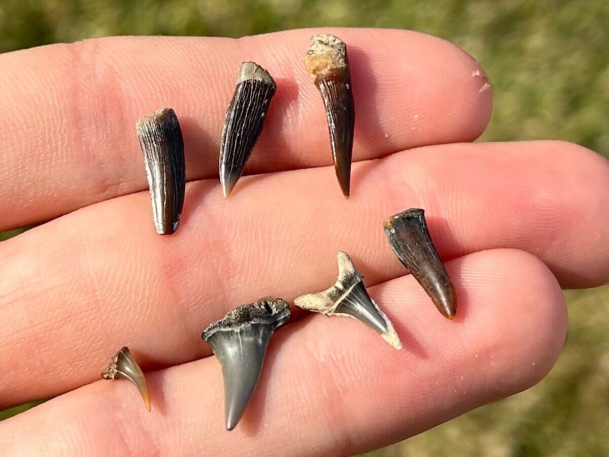 Texas Cretaceous Fossil Sharks Teeth and Fish Teeth LOT Collection Enchodus etc