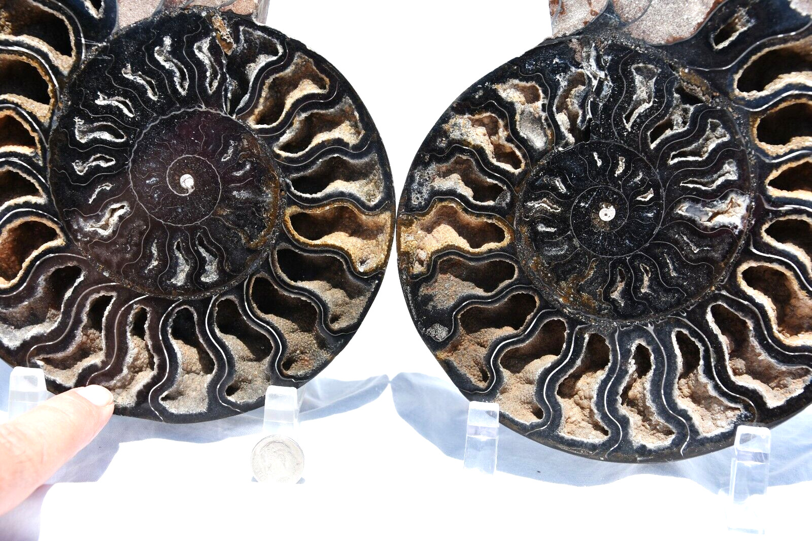 Large Black Ammonite PAIR 110myo Fossil Deep Crystals XXXL 7.8\