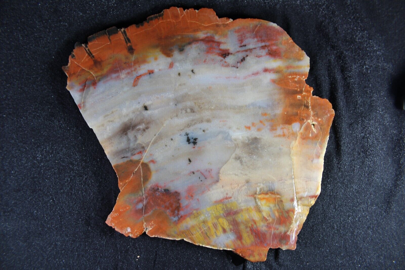 PJ:  Arizona Petrified Wood Slab - 1 LB, 10 Ozs - Colors and Agatized 