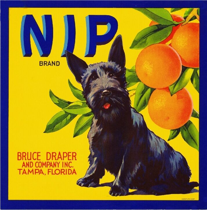 Tampa Florida Nip Scottish Terrier Dog Orange Citrus Fruit Crate Label Art Print
