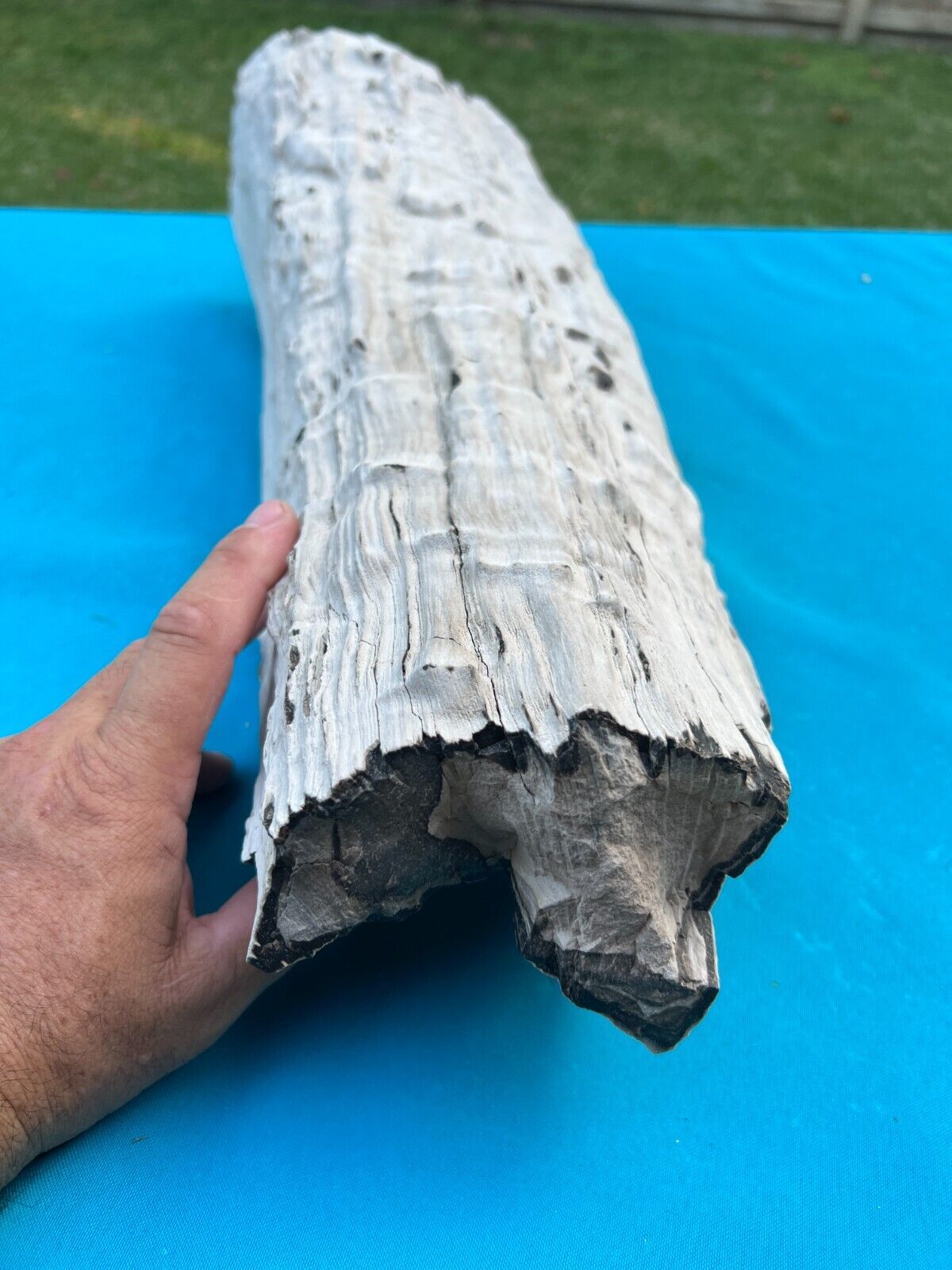 Texas Petrified Live Oak Wood Large Natural Log 21\