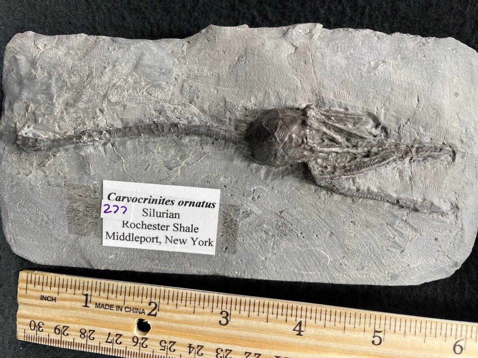 Crinoid Relation, Big Fat Head Fossil Cystoid, Middleport, NY