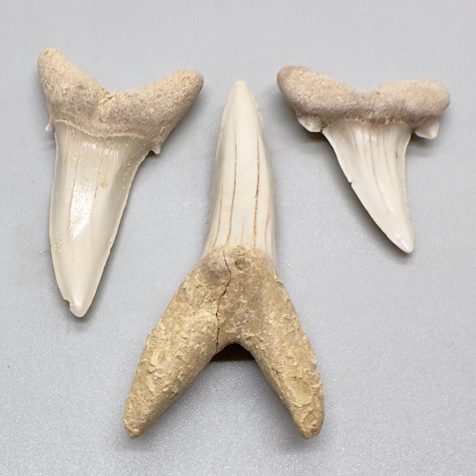 3 Large Fossil STRIATOLAMIA MACROTA - Extinct Sand Tiger Teeth - Central KZ